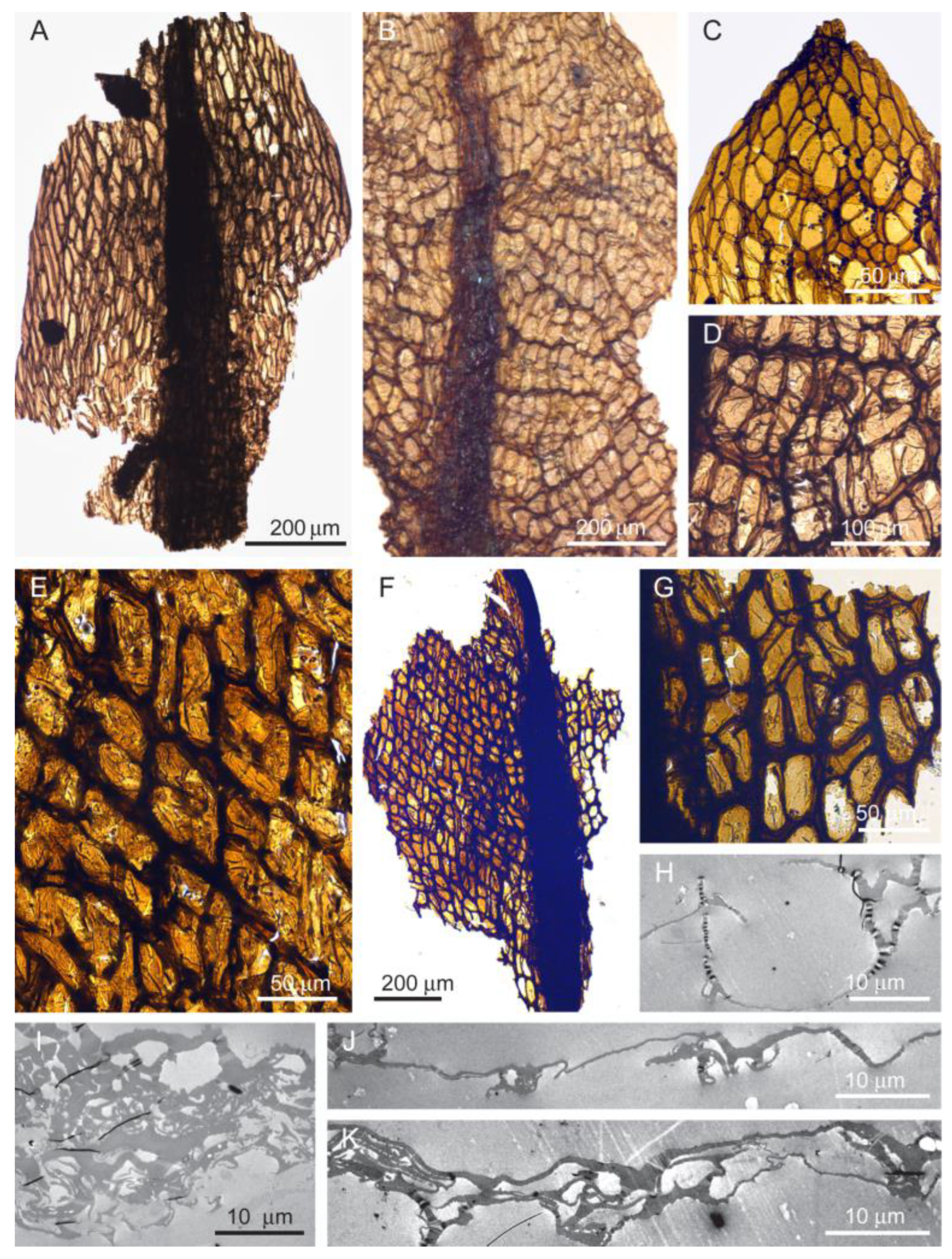 Diversity 16 00622 g006