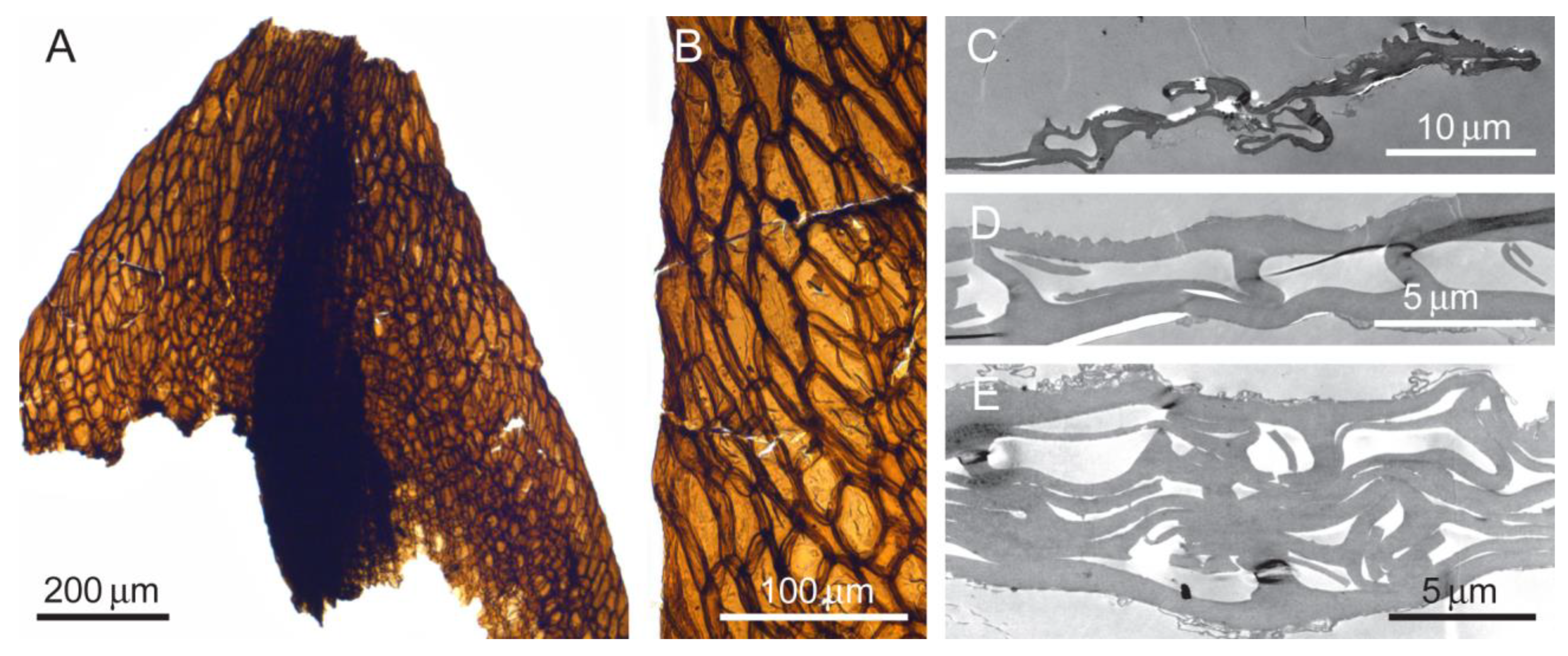 Diversity 16 00622 g007