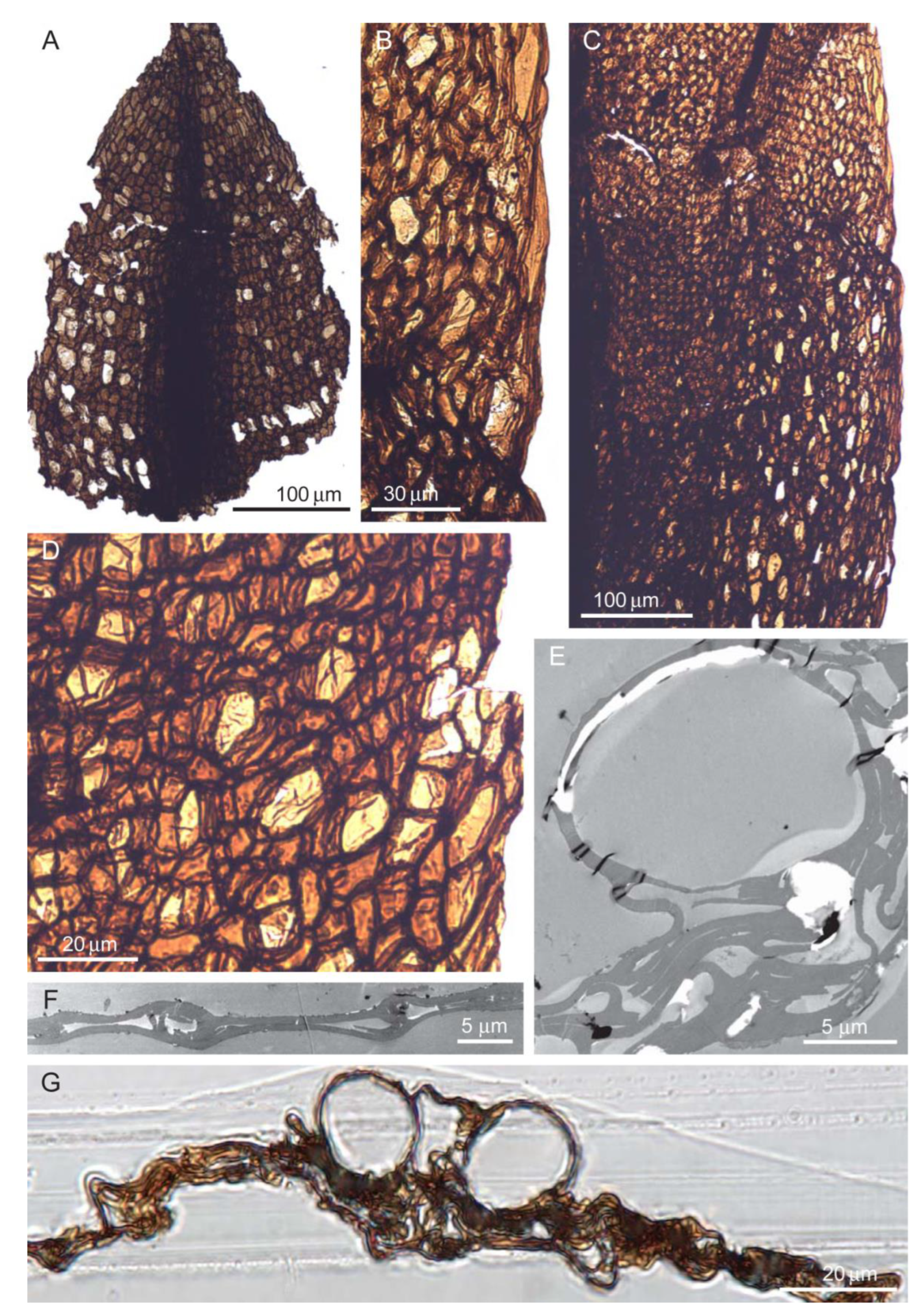 Diversity 16 00622 g008