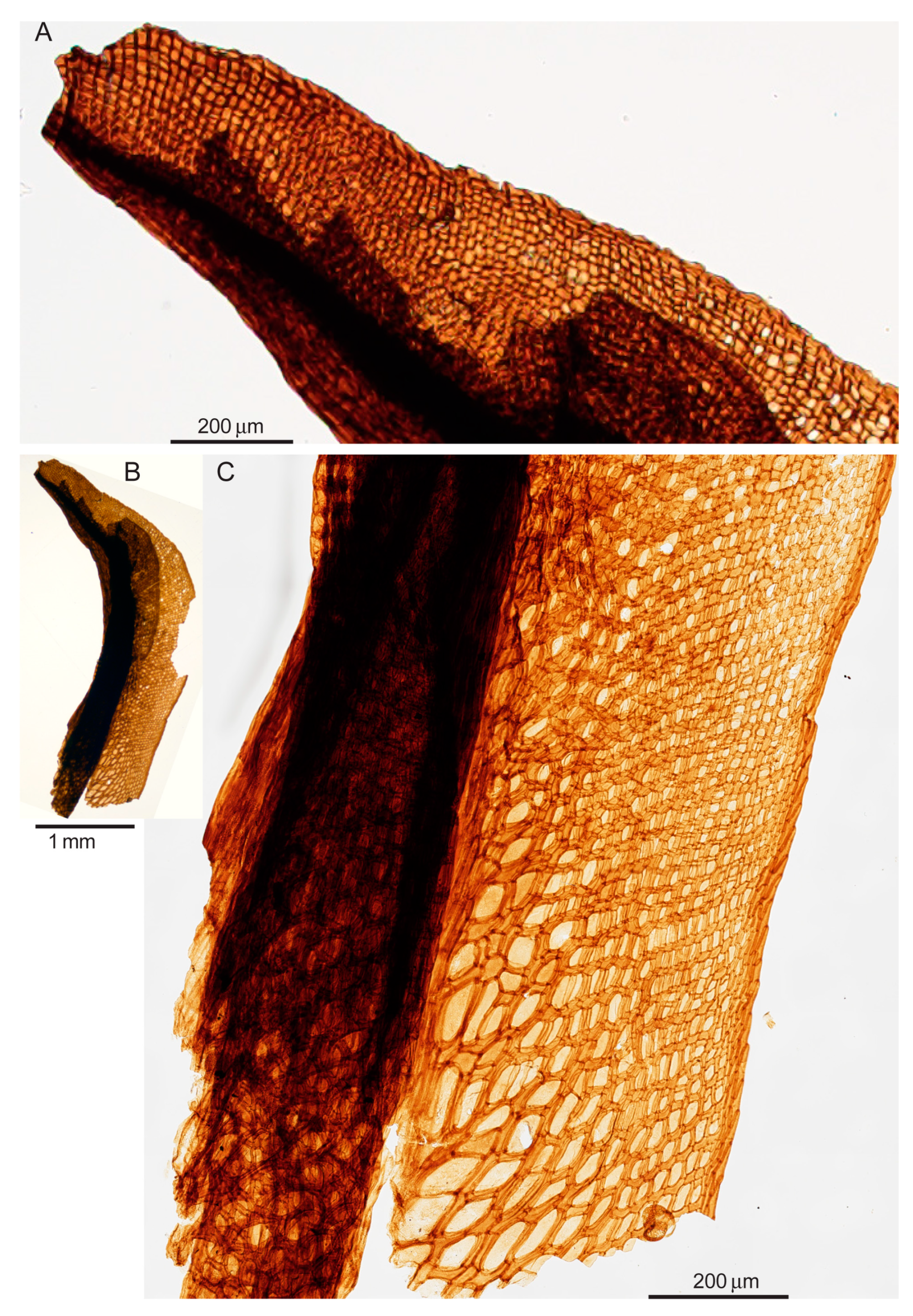 Diversity 16 00622 g009