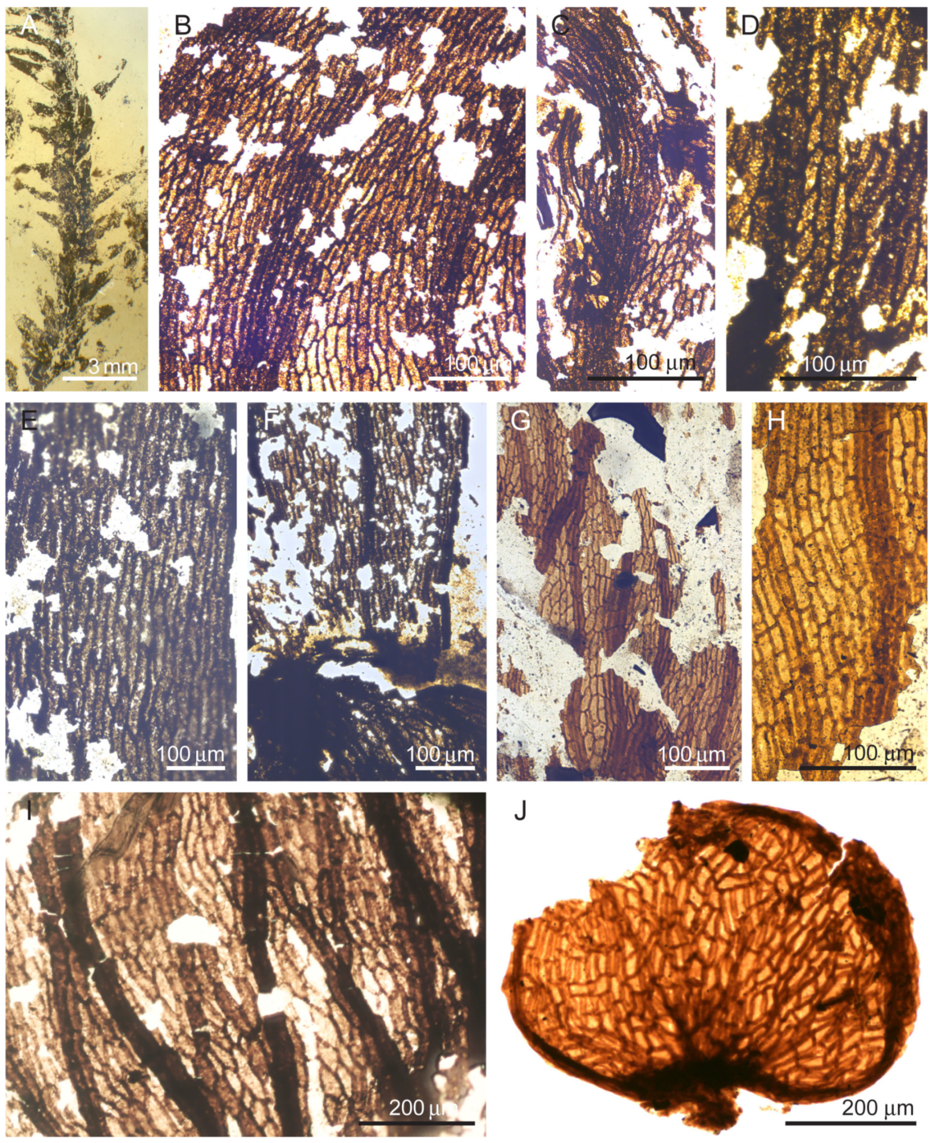 Diversity 16 00622 g010