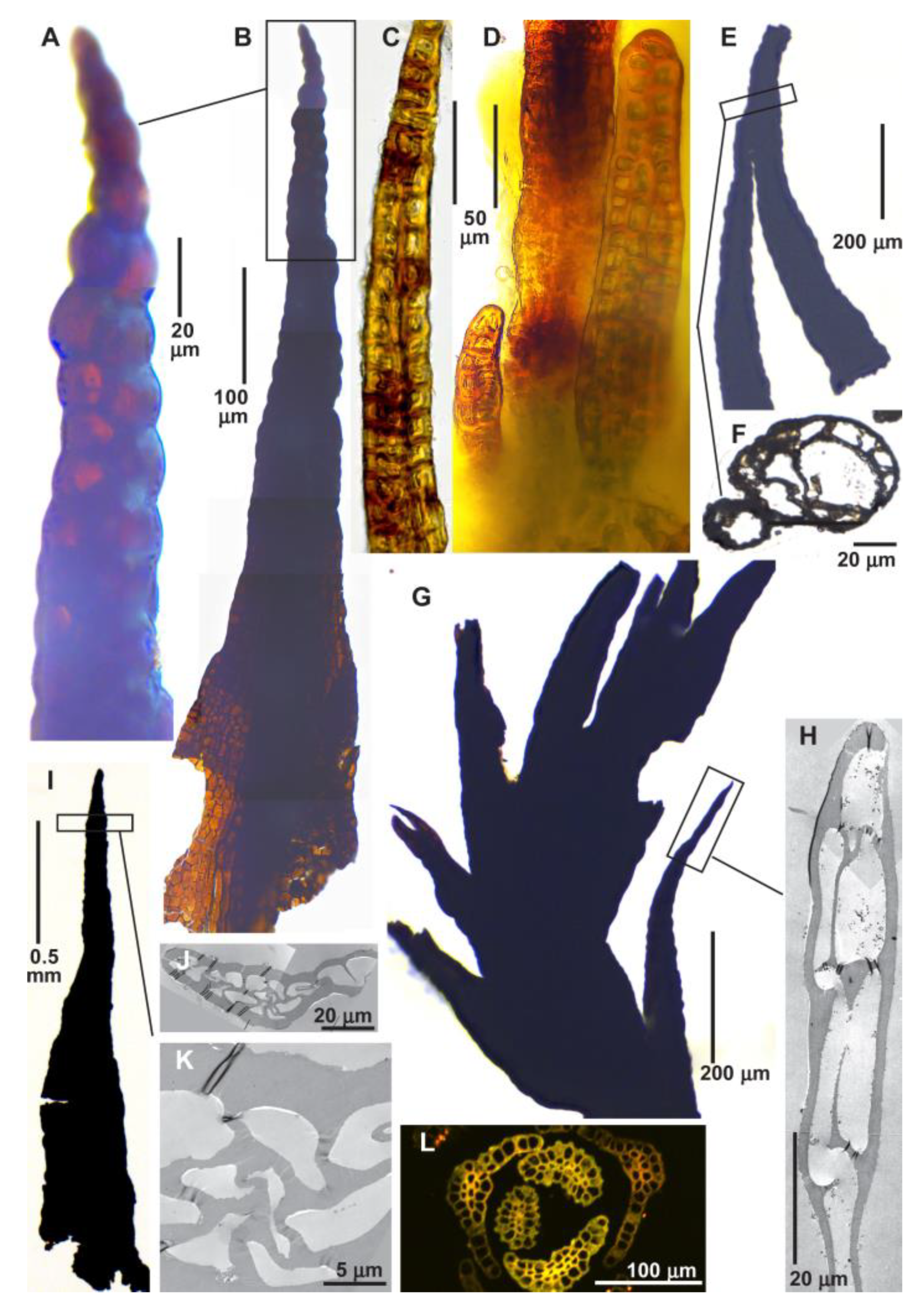 Diversity 16 00622 g011