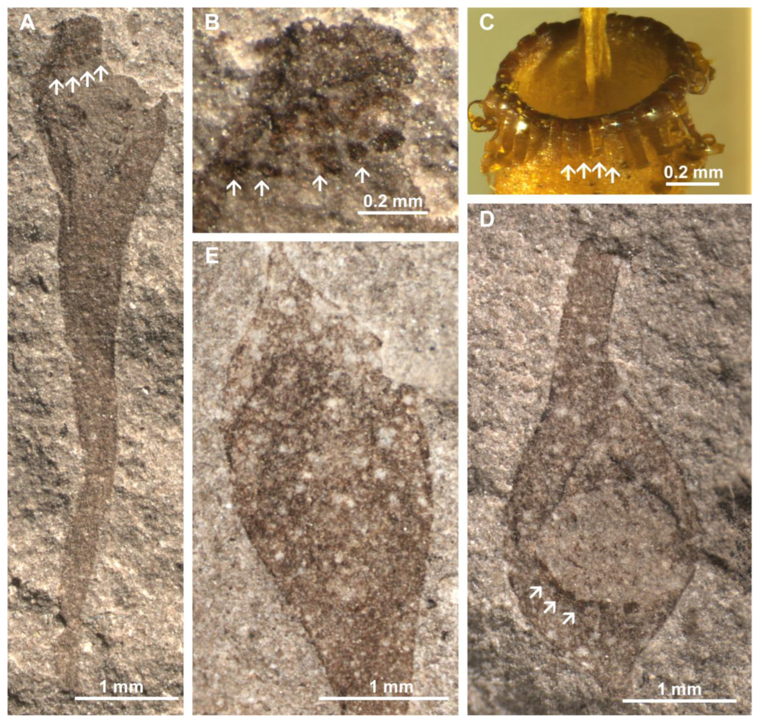 Diversity 16 00622 g012