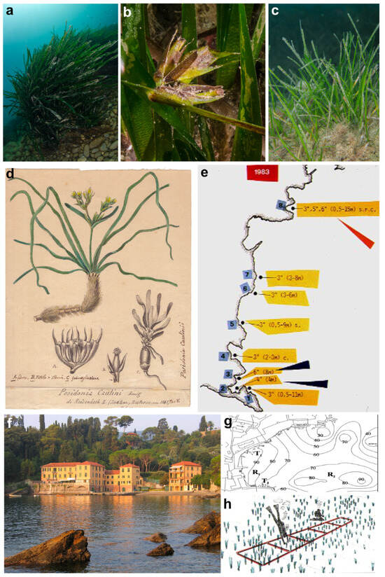 Diversity 16 00629 g007