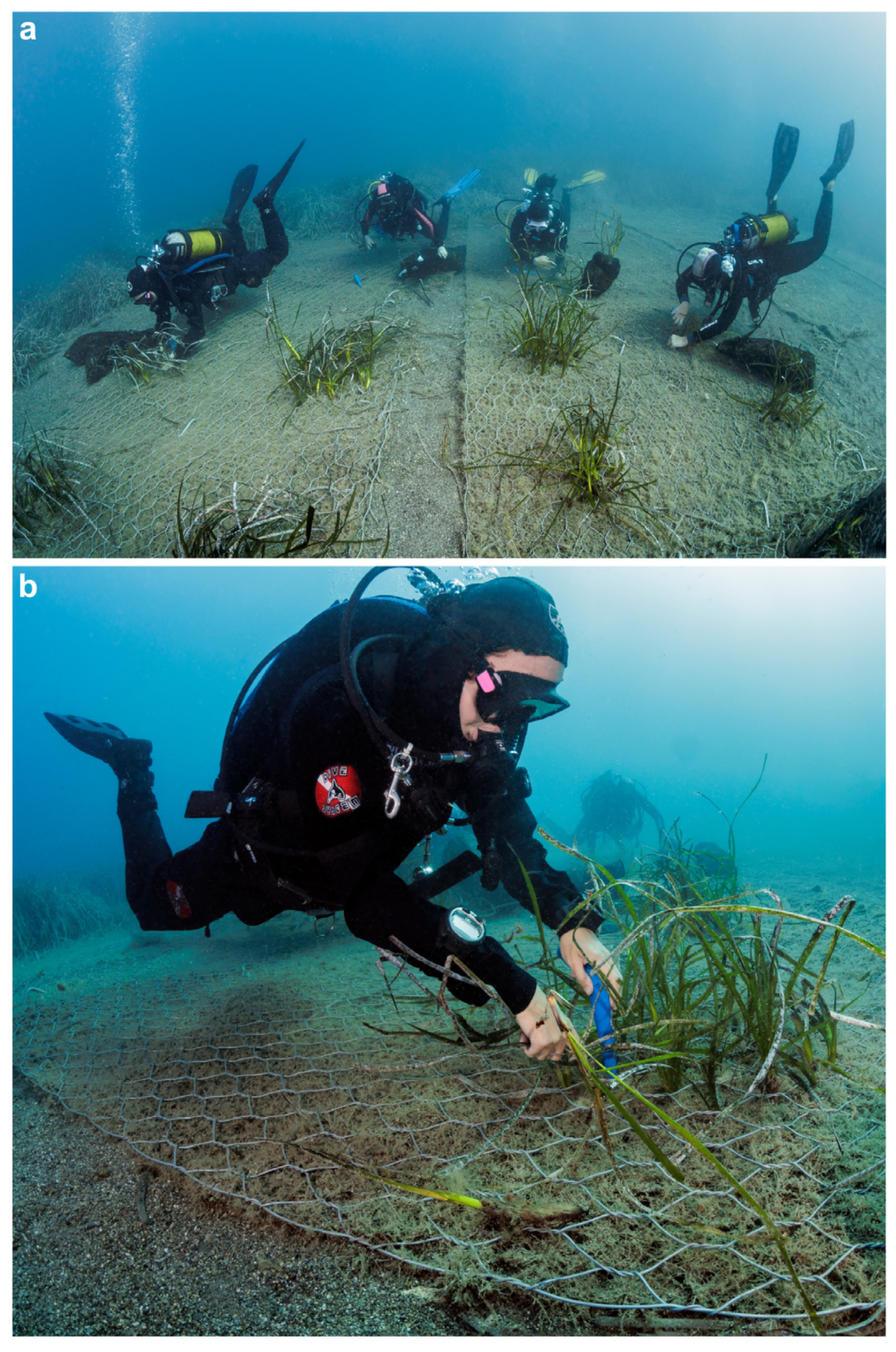 Diversity 16 00629 g008