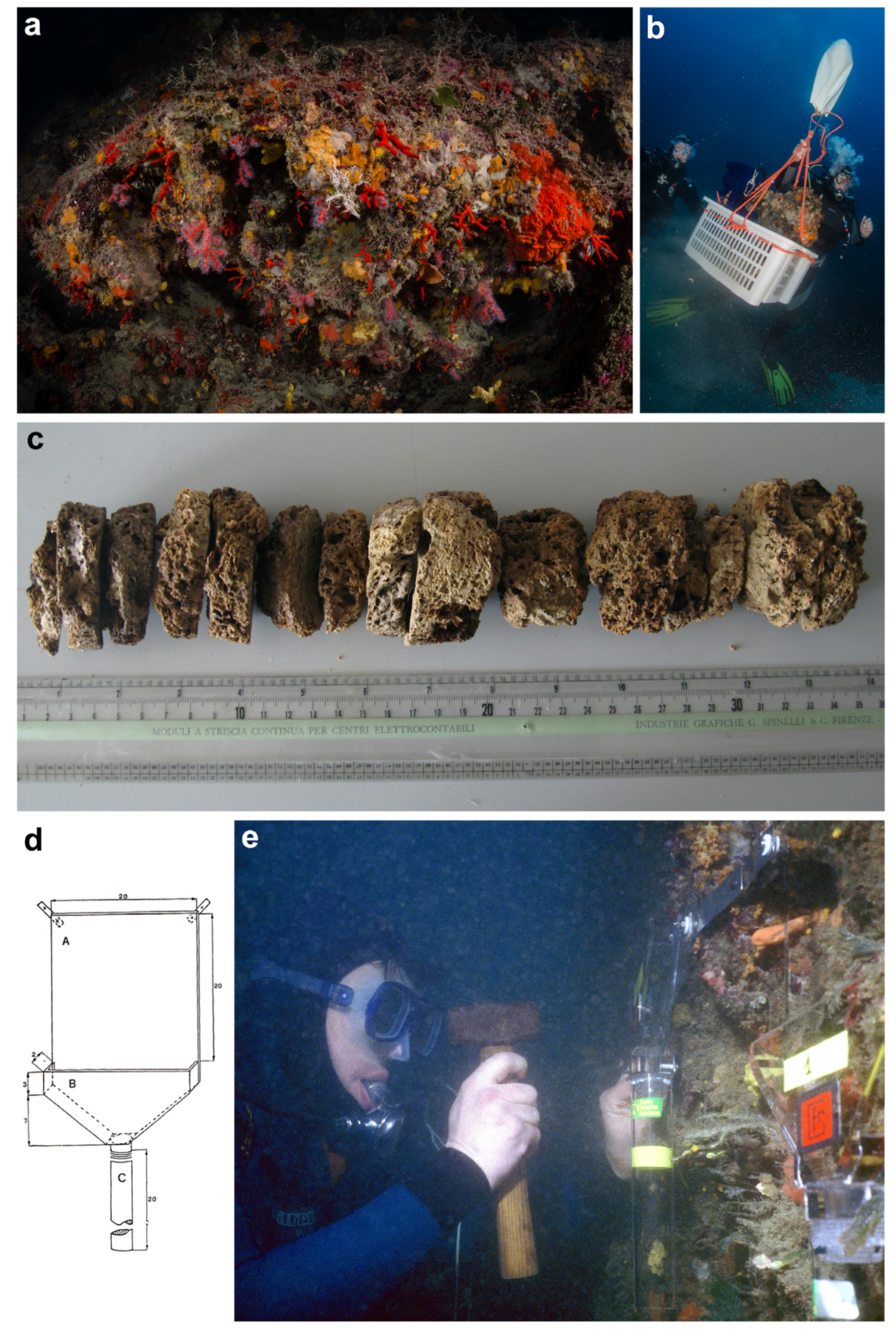 Diversity 16 00629 g010