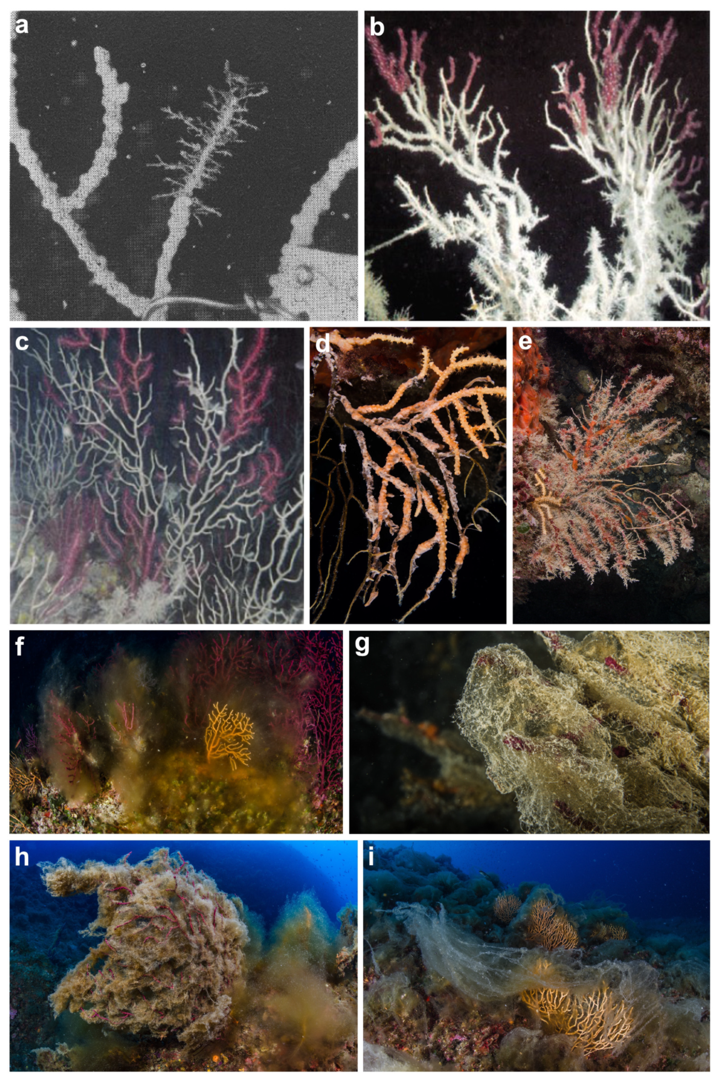 Diversity 16 00629 g024