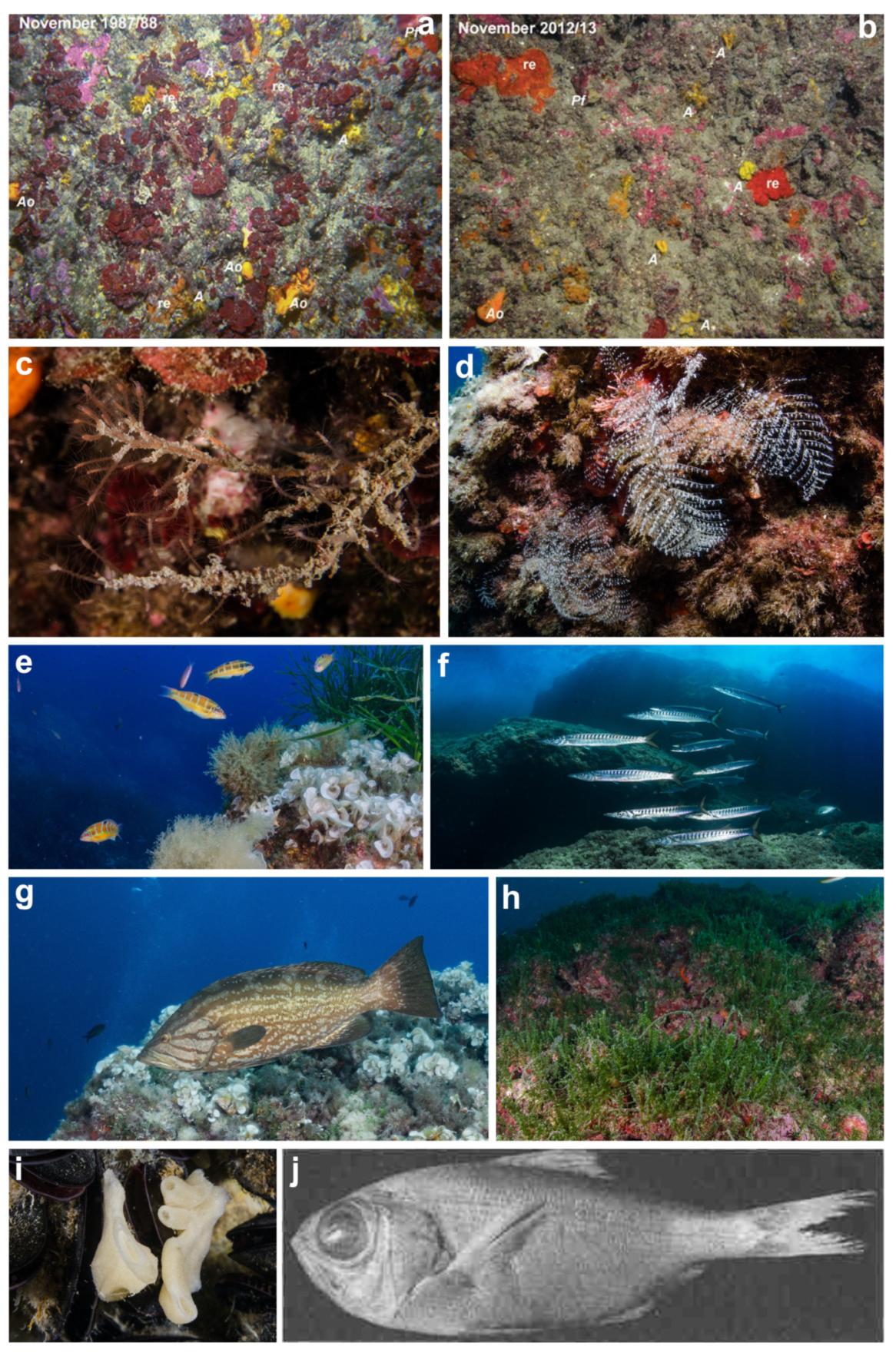 Diversity 16 00629 g025