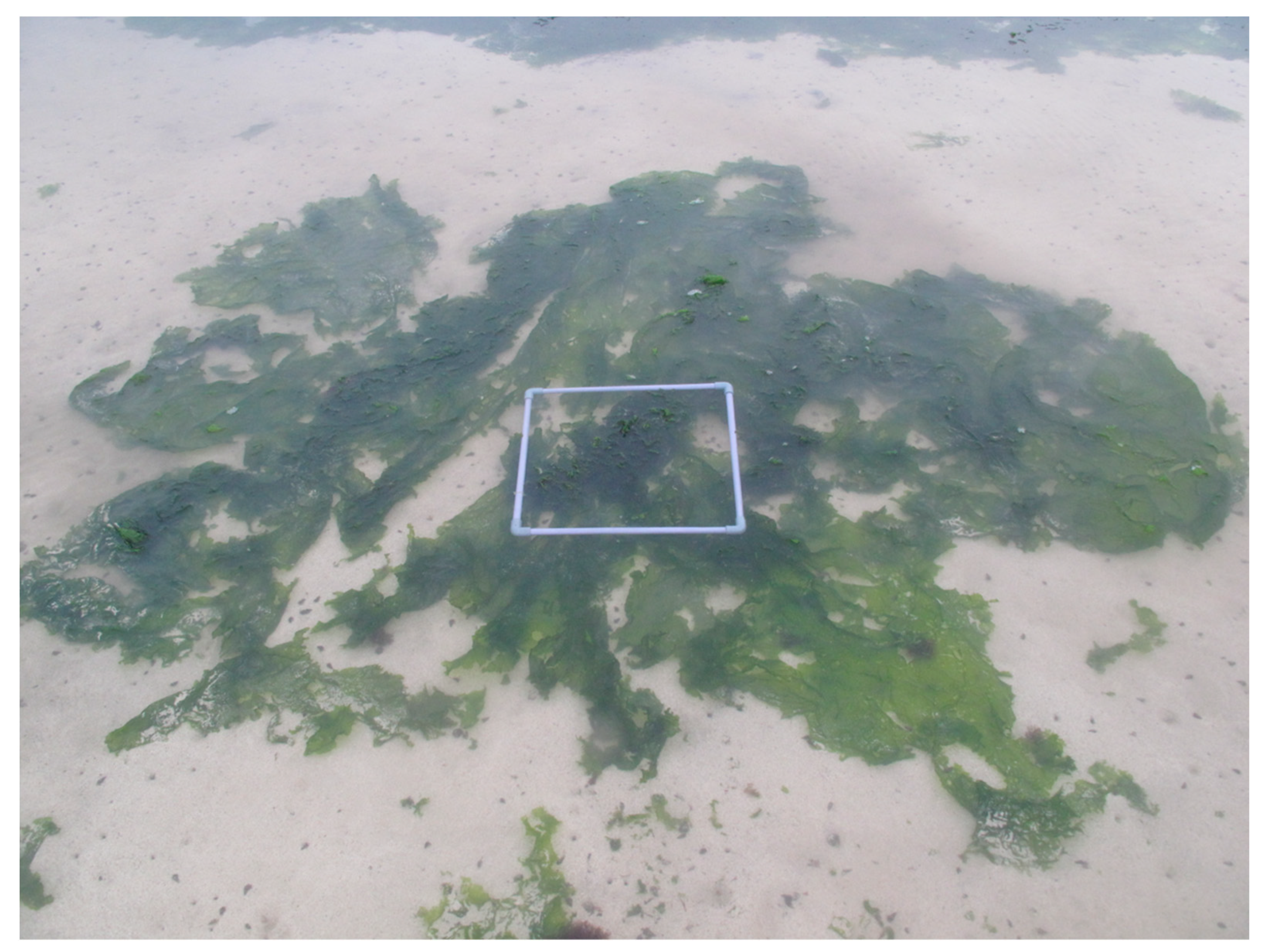 Diversity 16 00631 g001