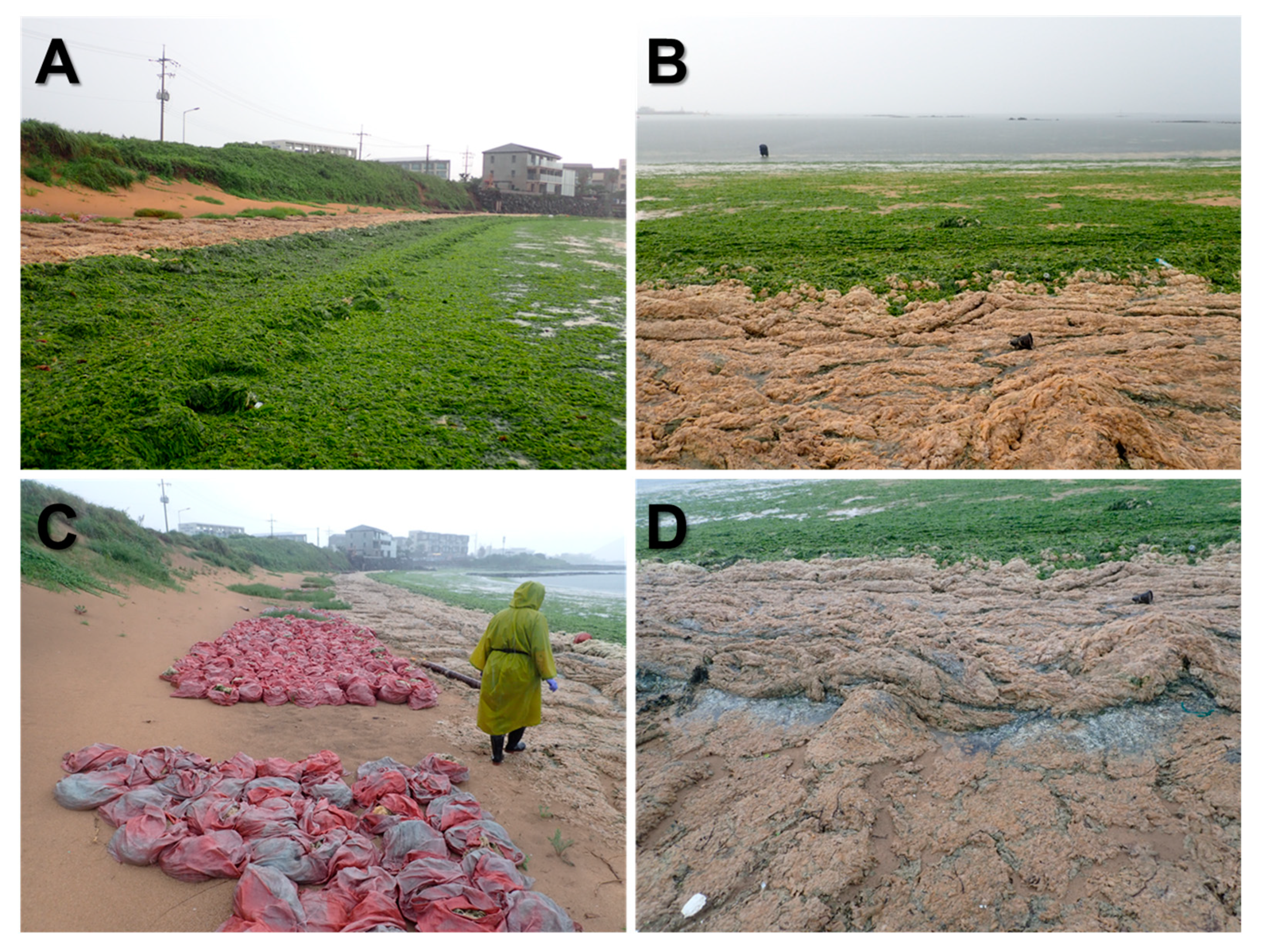 Diversity 16 00631 g002