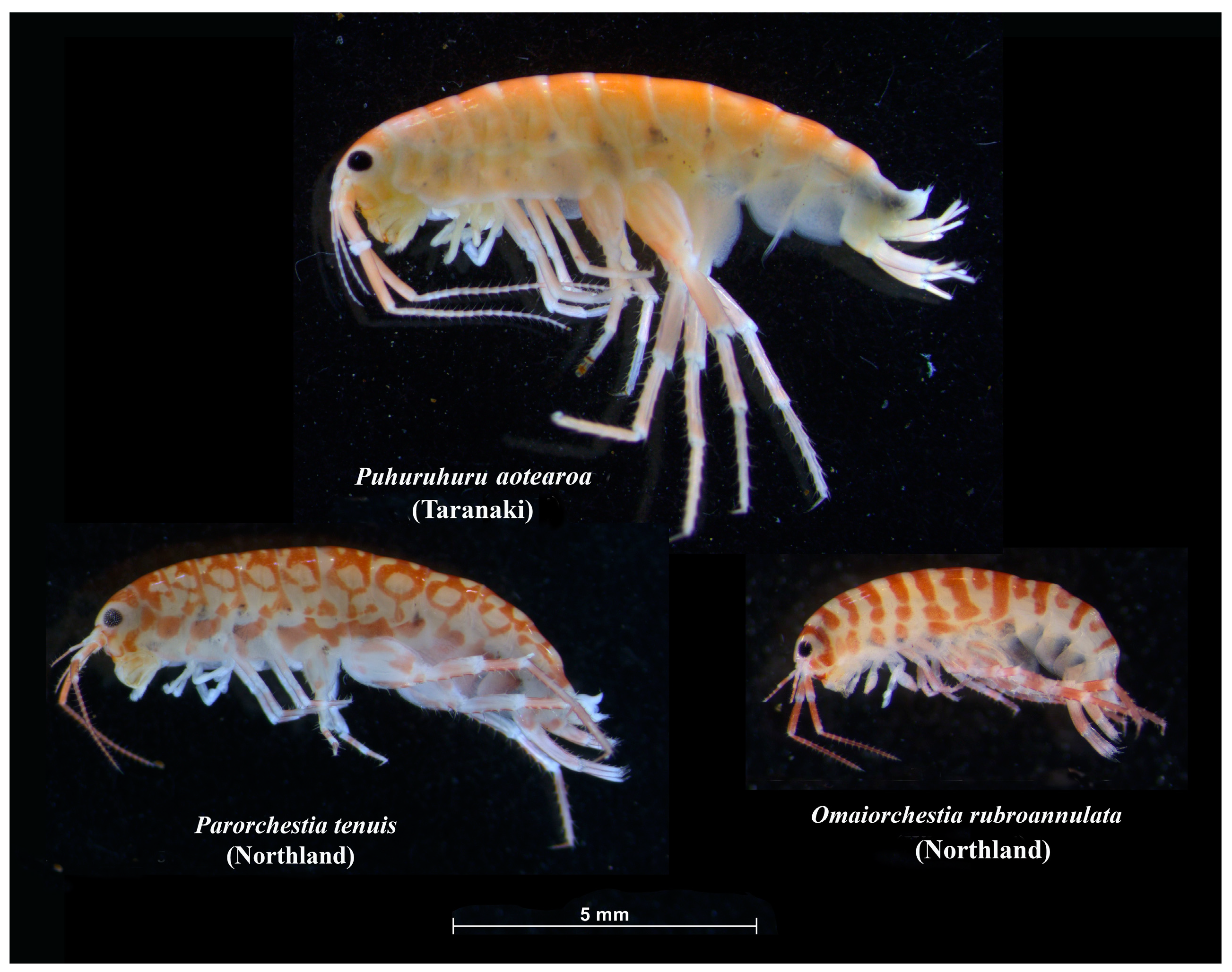 Diversity 16 00632 g004