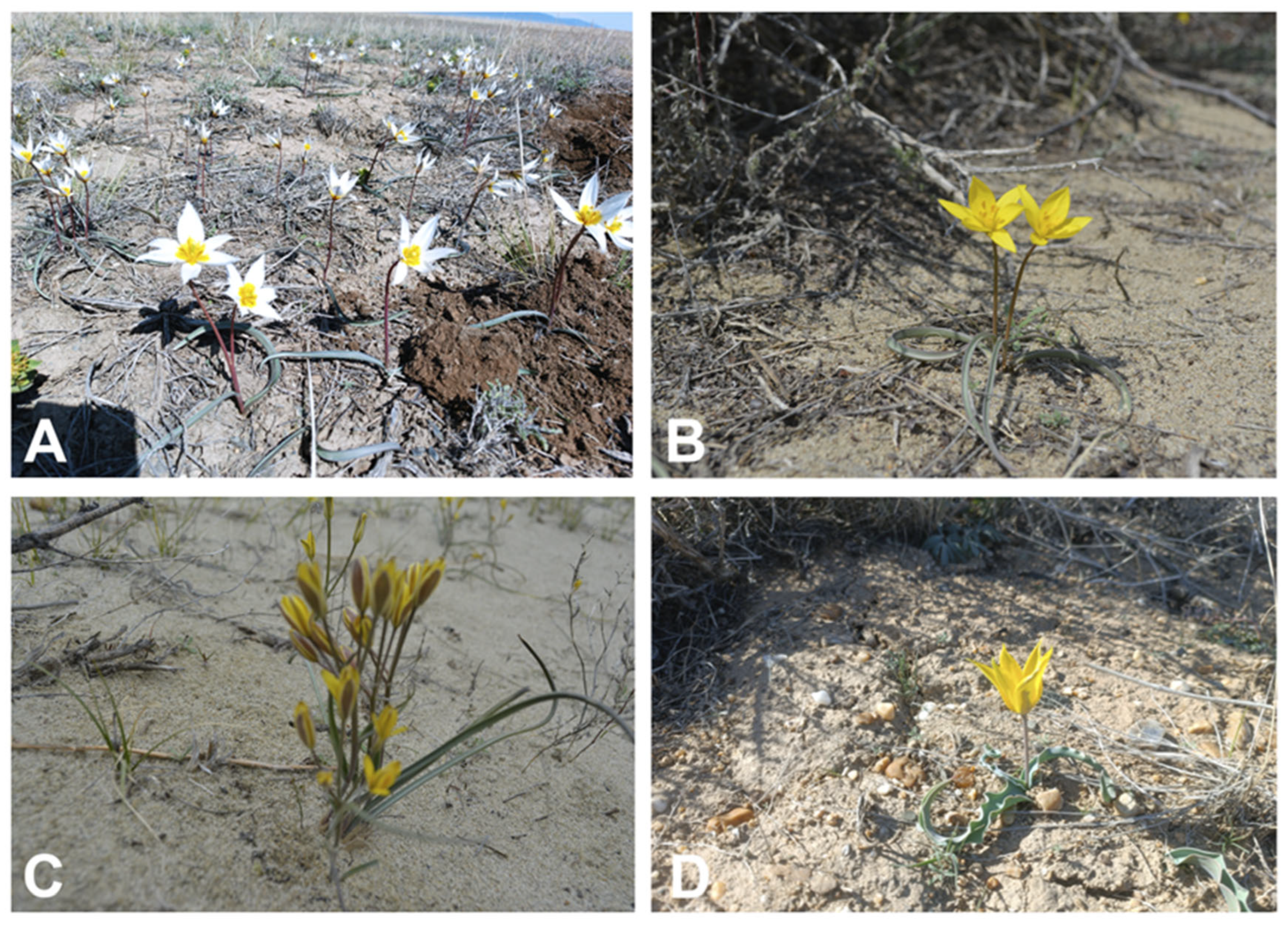 Diversity 16 00641 g002