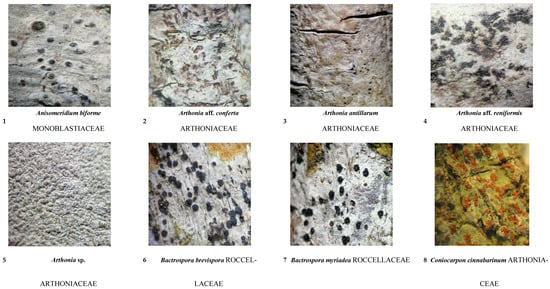 Diversity 16 00655 g0a1a Diversity 16 00655 g0a1a