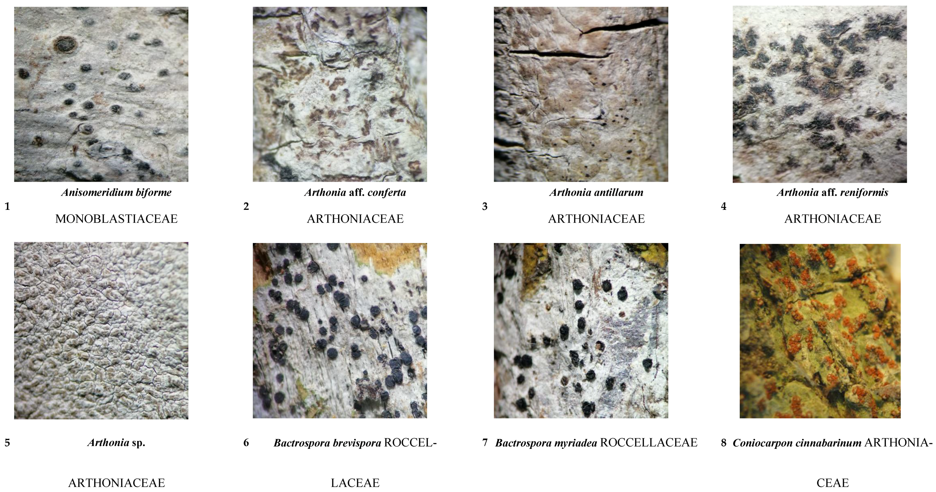 Diversity 16 00655 g0a1a Diversity 16 00655 g0a1a