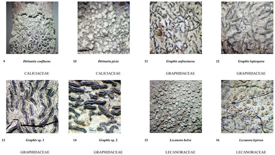 Diversity 16 00655 g0a1b Diversity 16 00655 g0a1b