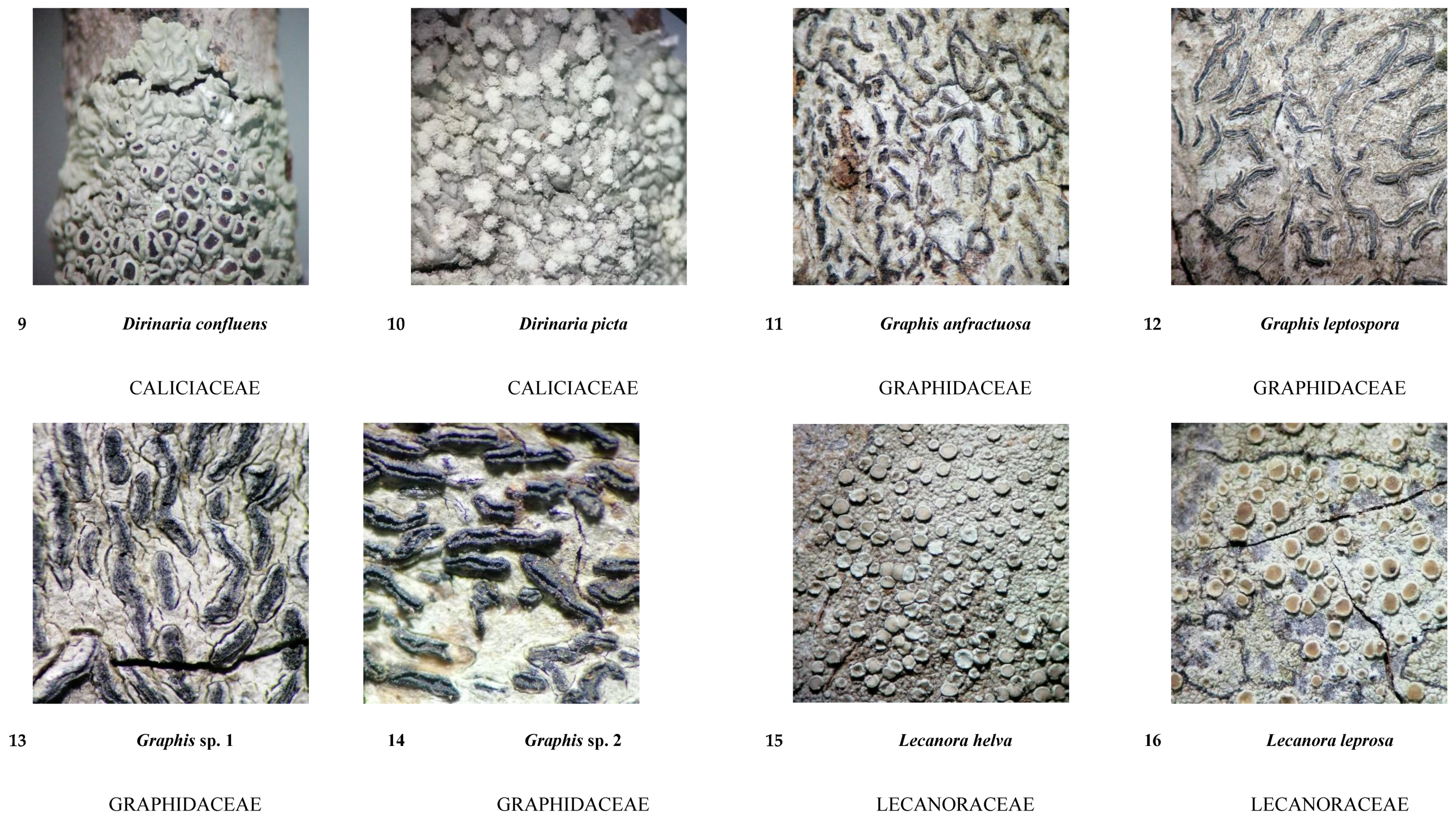 Diversity 16 00655 g0a1b Diversity 16 00655 g0a1b