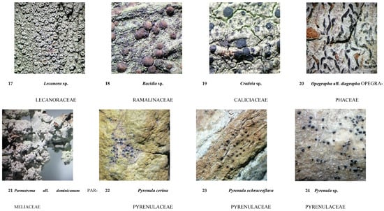 Diversity 16 00655 g0a1c Diversity 16 00655 g0a1c