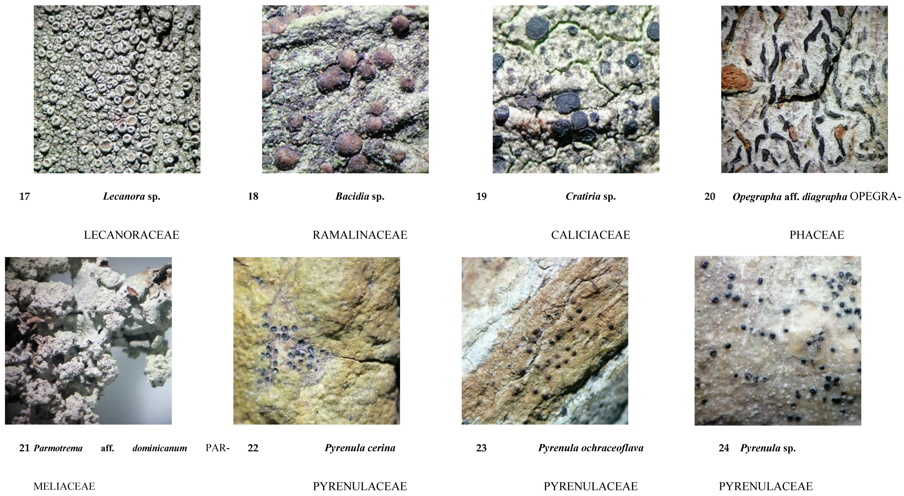 Diversity 16 00655 g0a1c Diversity 16 00655 g0a1c