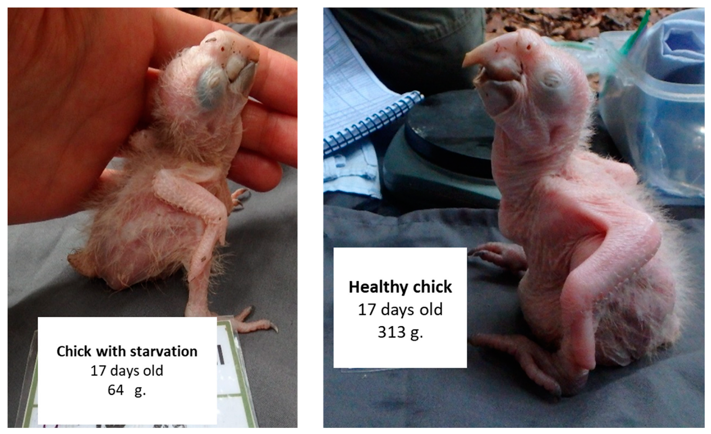 Diversity 16 00657 g002