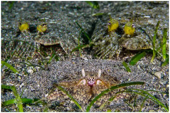 Diversity 16 00662 g001