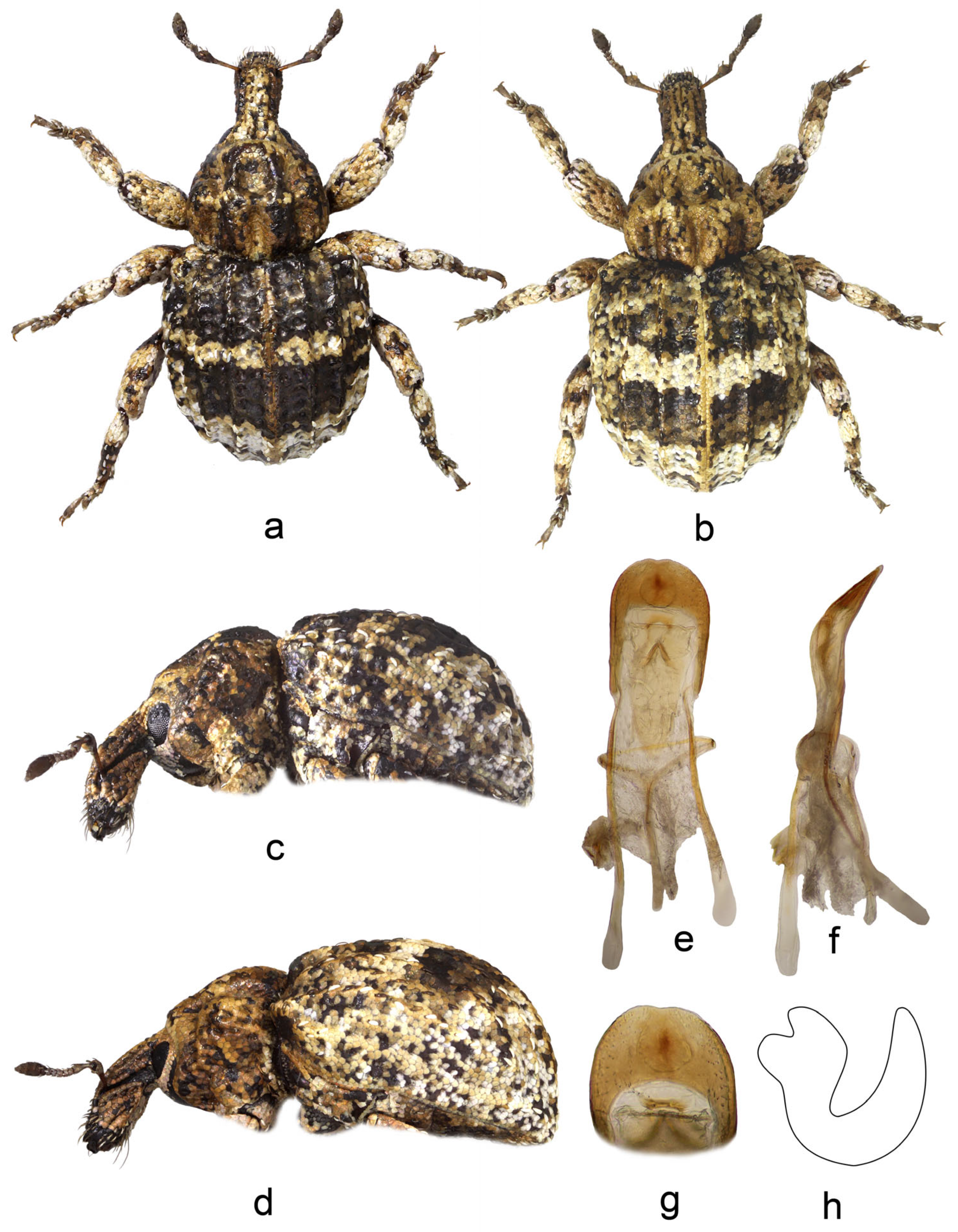 Diversity 16 00664 g002