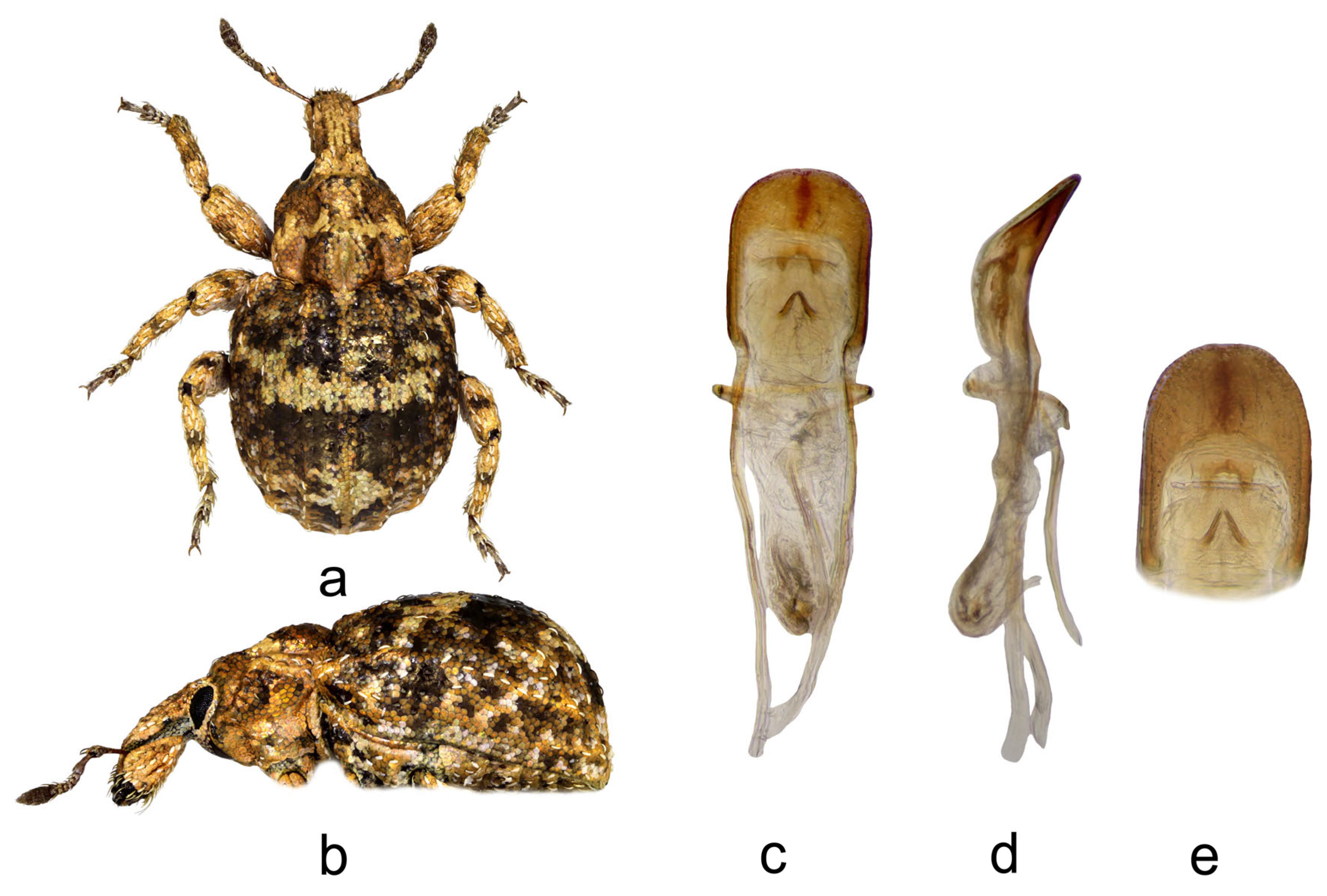 Diversity 16 00664 g004