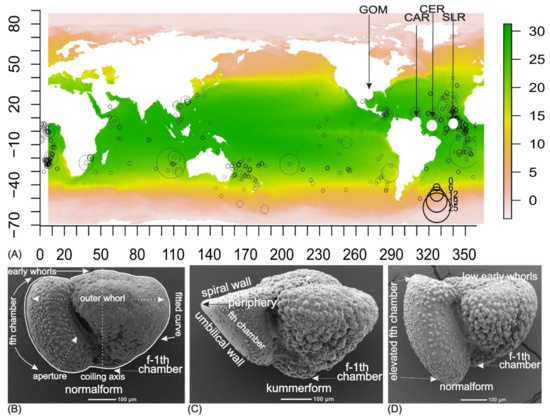 Diversity 16 00666 g001