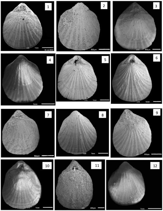 Diversity 16 00672 g006