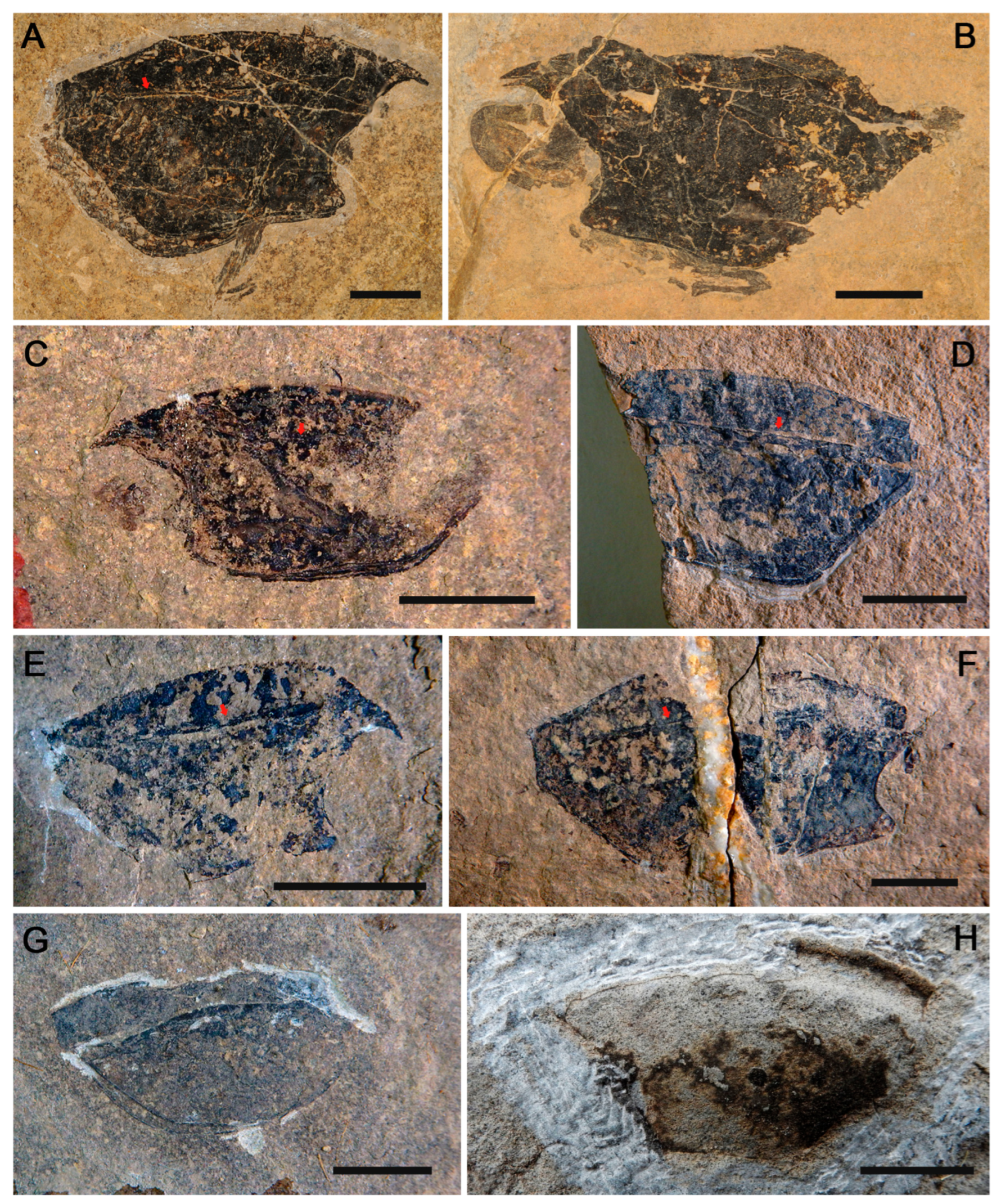 Diversity 16 00677 g003