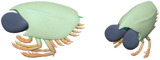 Diversity 16 00677 g005