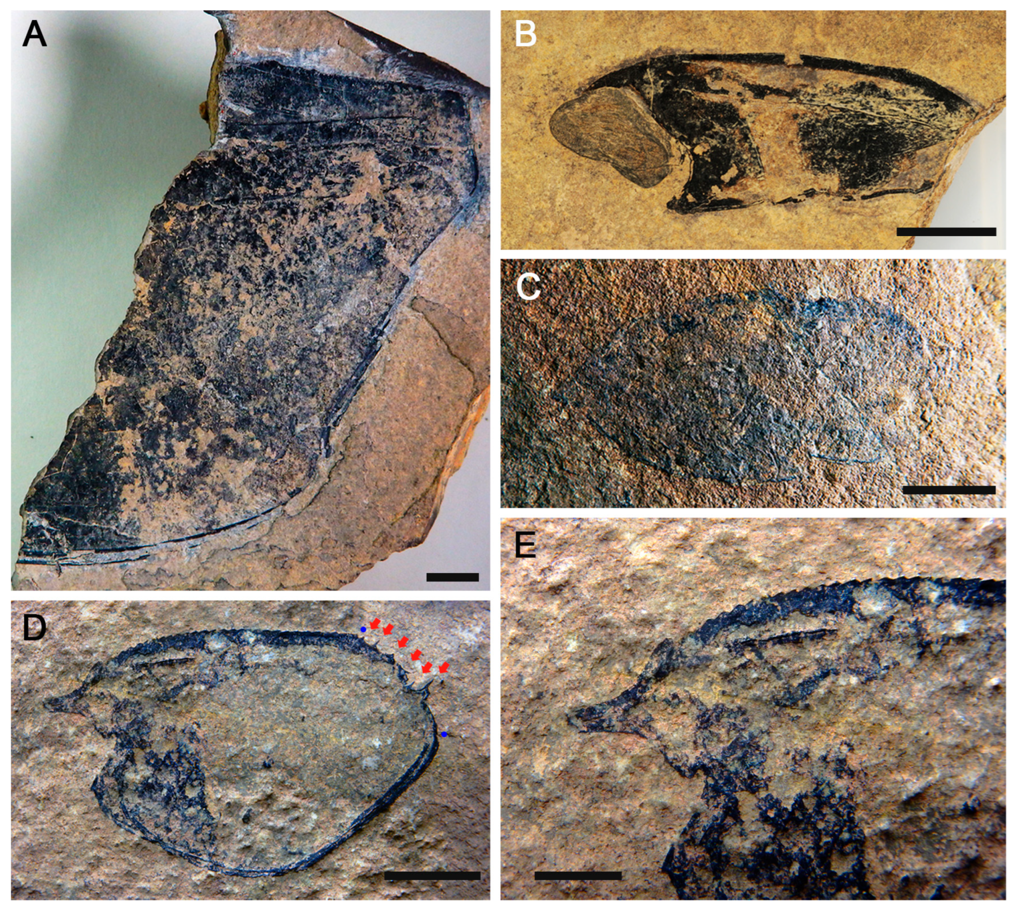 Diversity 16 00677 g006