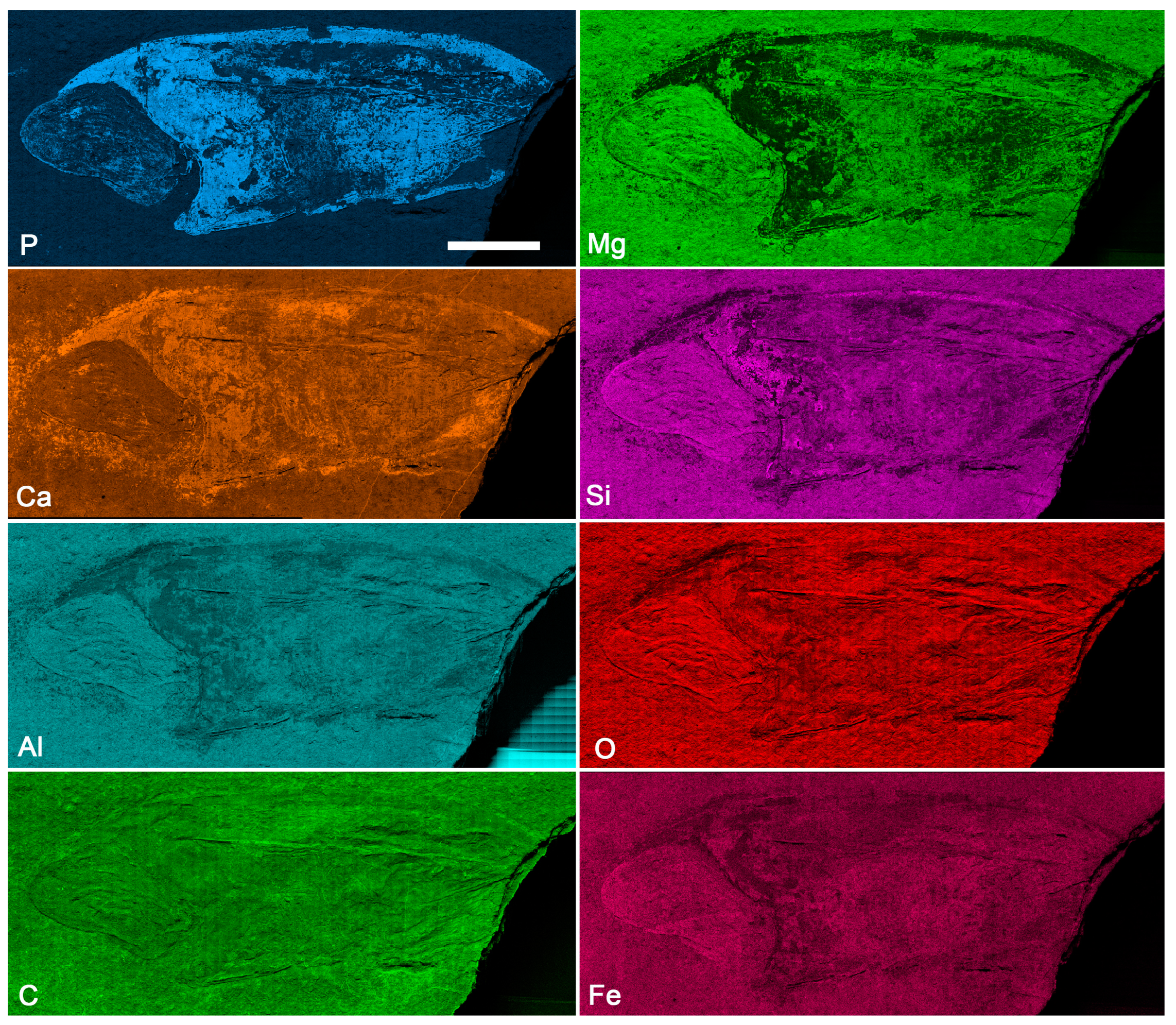 Diversity 16 00677 g008