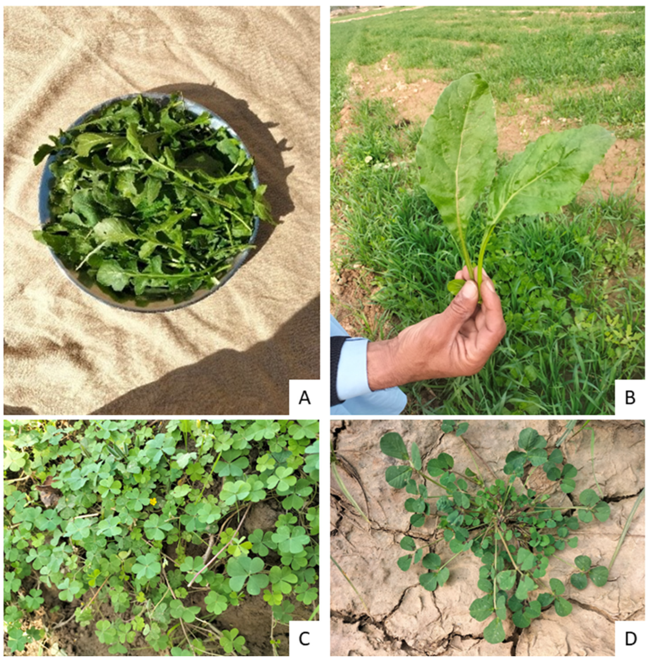 Diversity 16 00684 g004