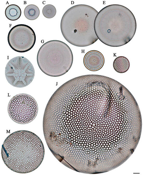 Diversity 16 00690 g002