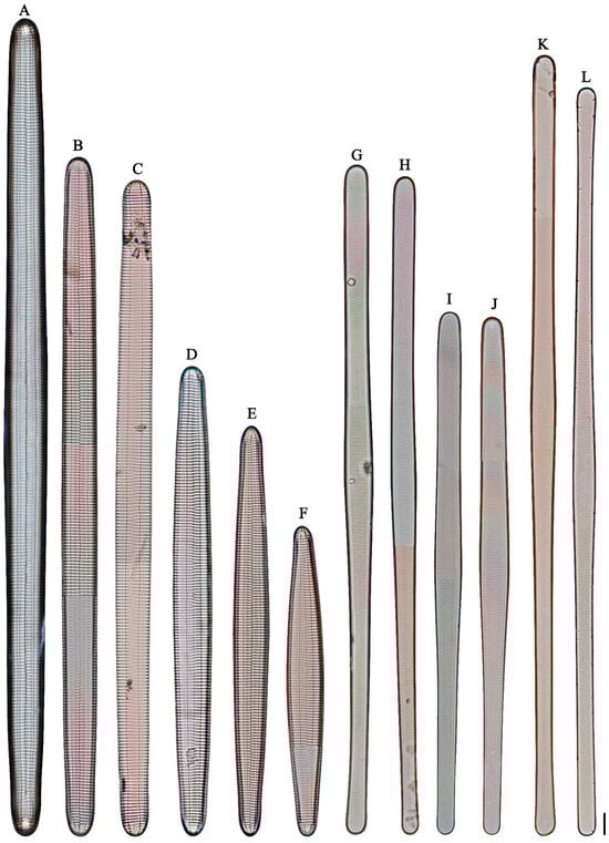 Diversity 16 00690 g004