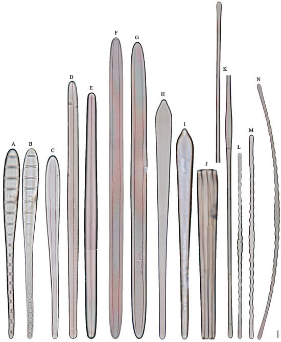 Diversity 16 00690 g005