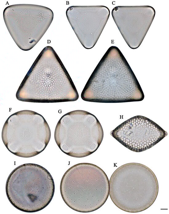 Diversity 16 00690 g006