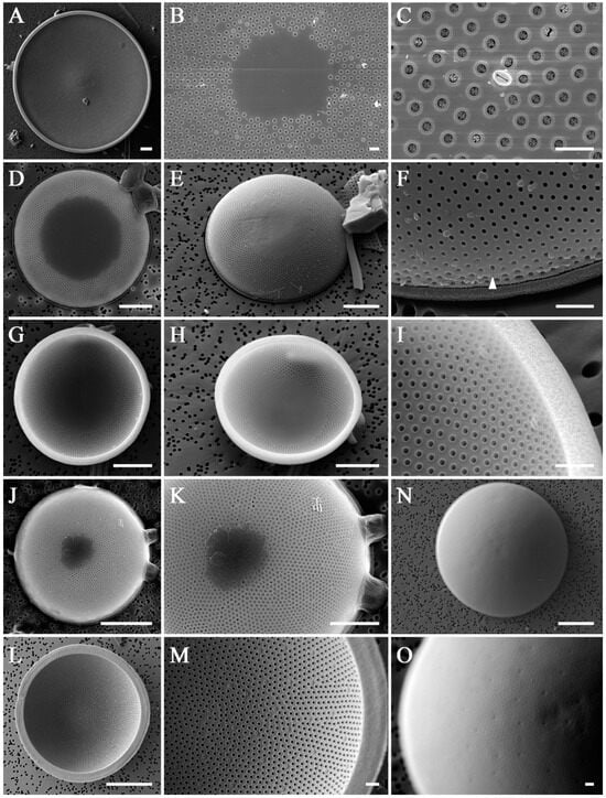 Diversity 16 00690 g007