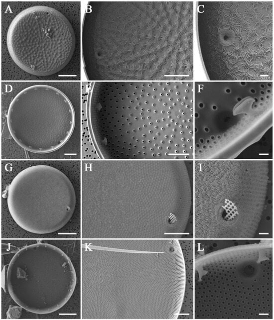 Diversity 16 00690 g008