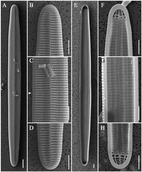 Diversity 16 00690 g010