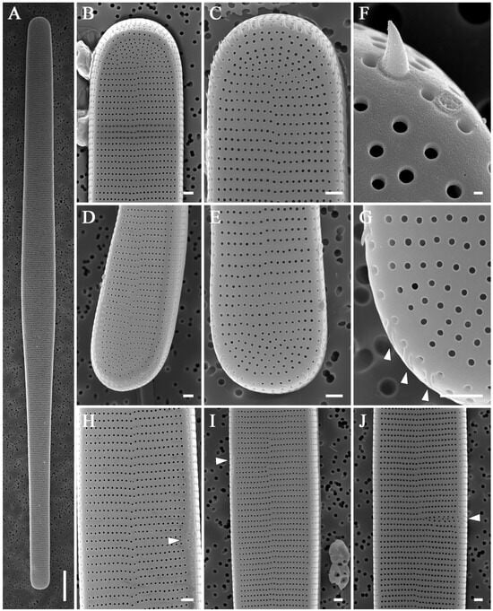 Diversity 16 00690 g011