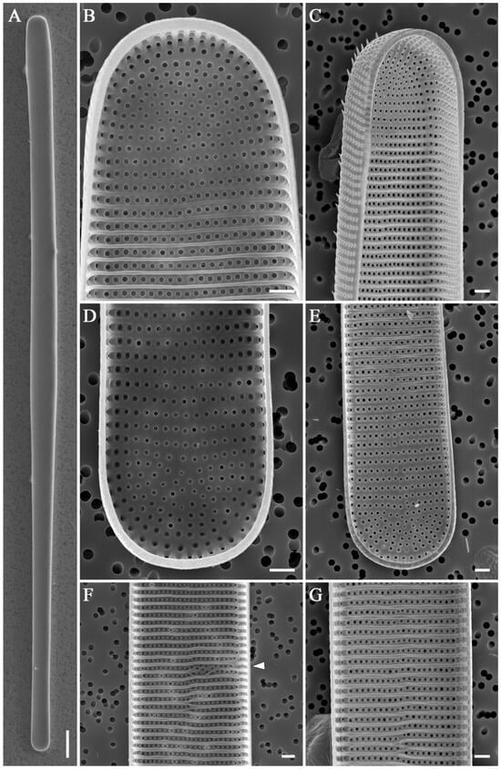 Diversity 16 00690 g012