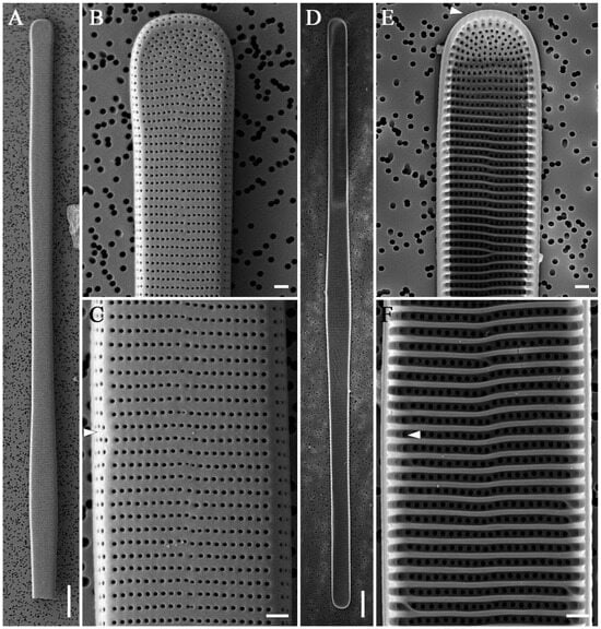 Diversity 16 00690 g013