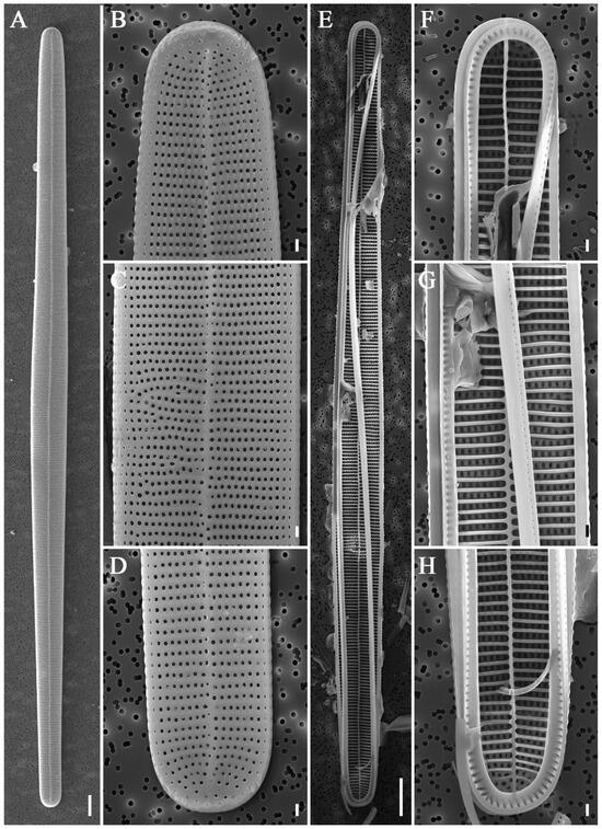 Diversity 16 00690 g015