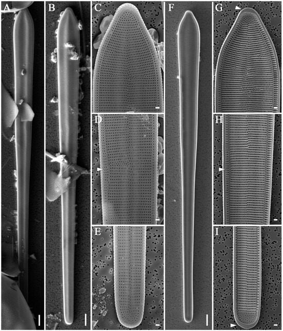 Diversity 16 00690 g017