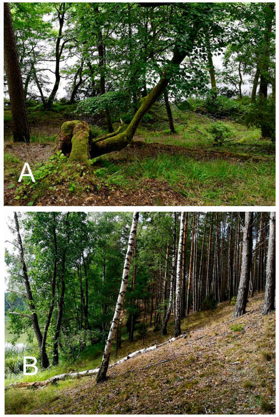 Diversity 16 00699 g0a2