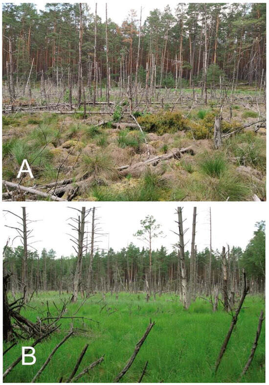 Diversity 16 00699 g0a4