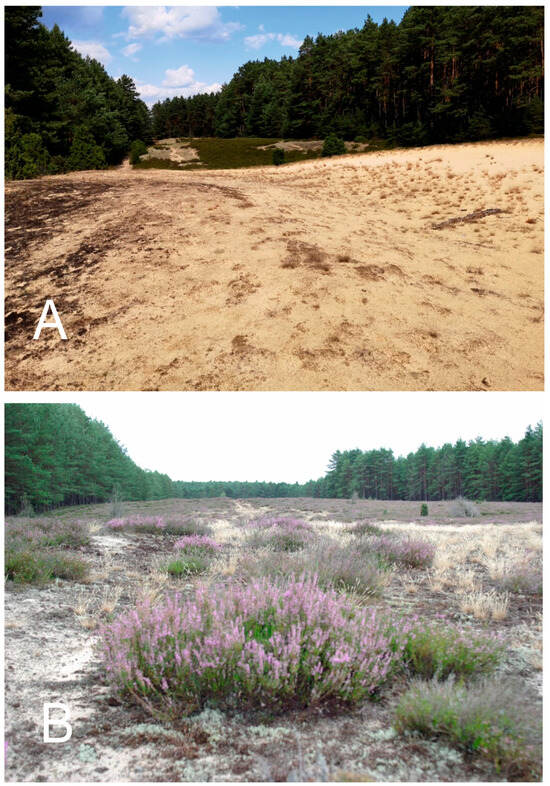 Diversity 16 00699 g0a6