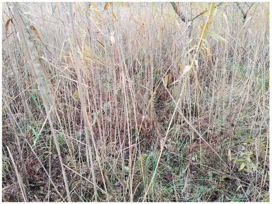 Diversity 16 00699 g0a7