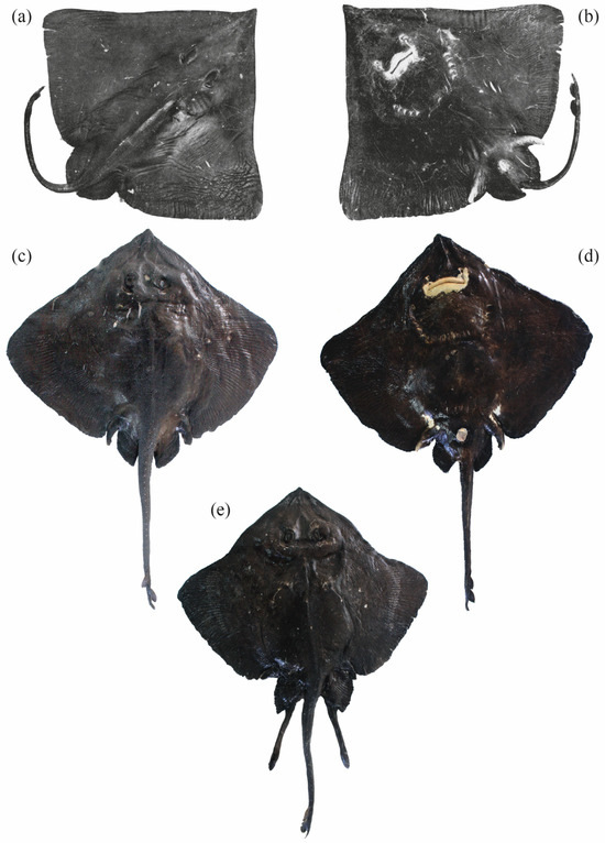 Diversity 16 00709 g002